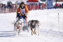 Lenk 2013